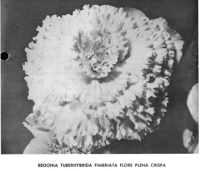 B. ‘Tuberhybrida Fimbriata Flore Plena Crispa’